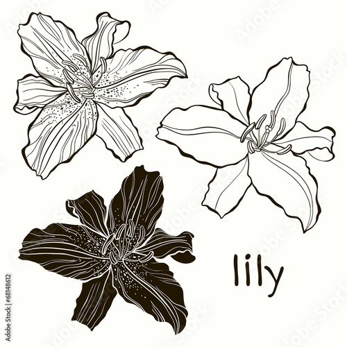 Fototapeta Naklejka Na Ścianę i Meble -  Set of lilies isolated on white background. Hand drawn vector il
