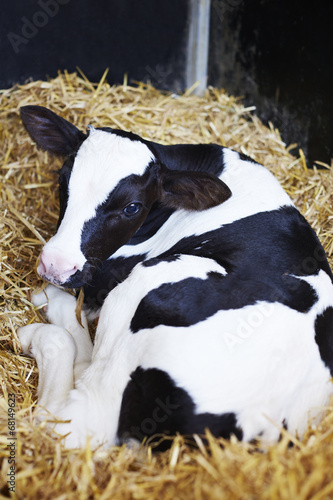 Portrait of calf lying in straw on farm photo