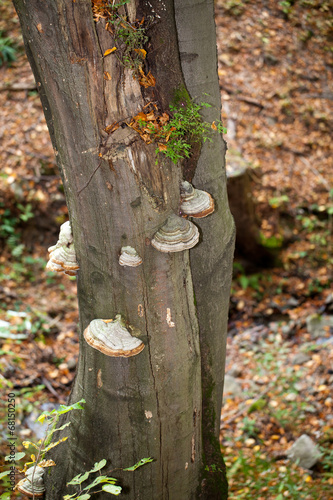 tinder fungus on tree trunk