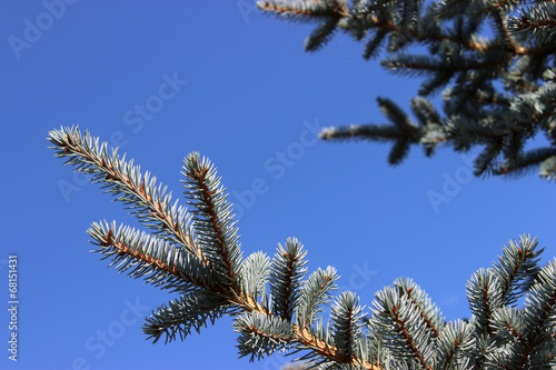 Blue Pine tree branches