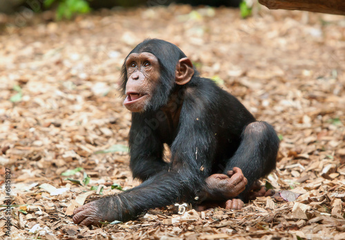 small chimpanzee in the zoo