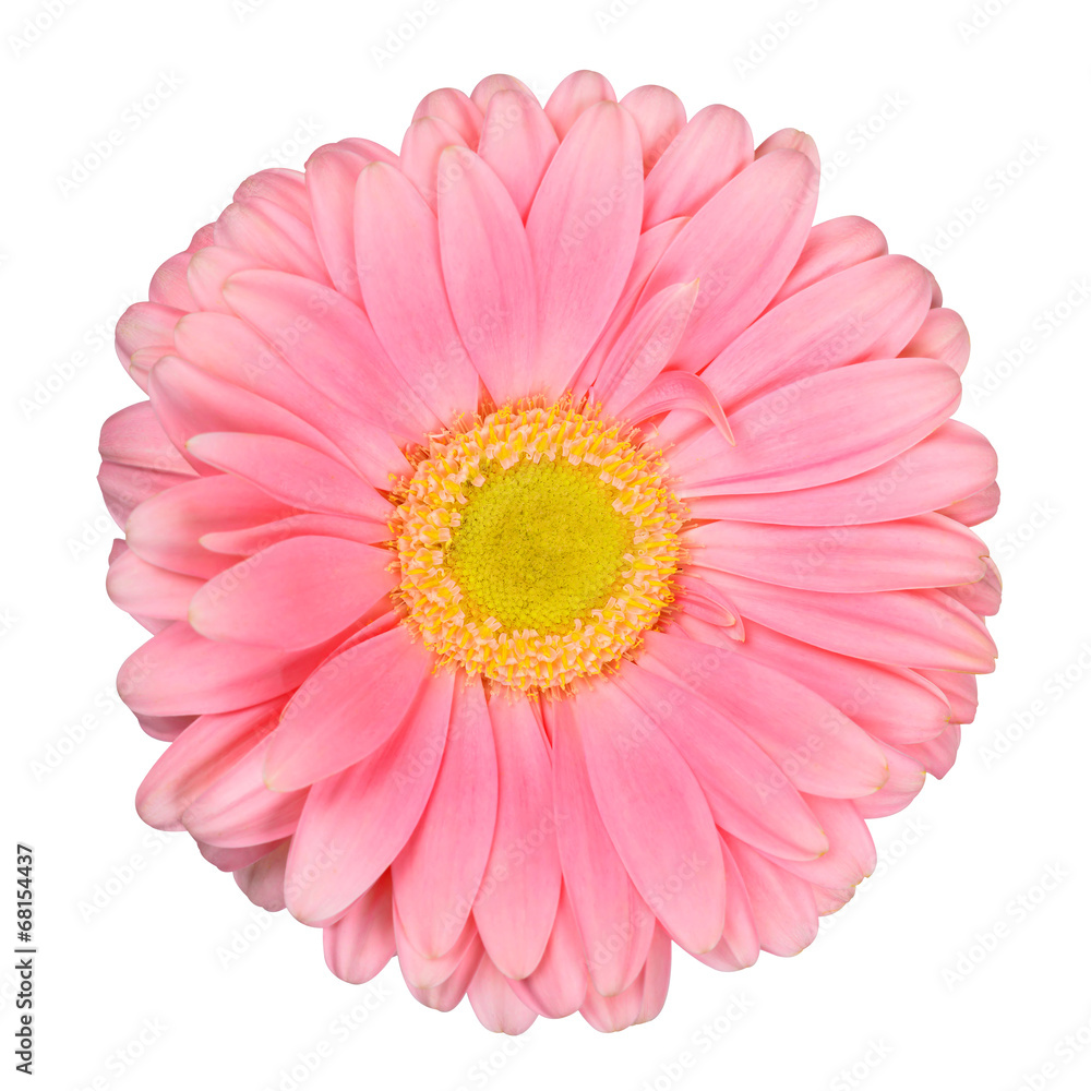 gerbera flower isolated on white gerbera flower isolated on white