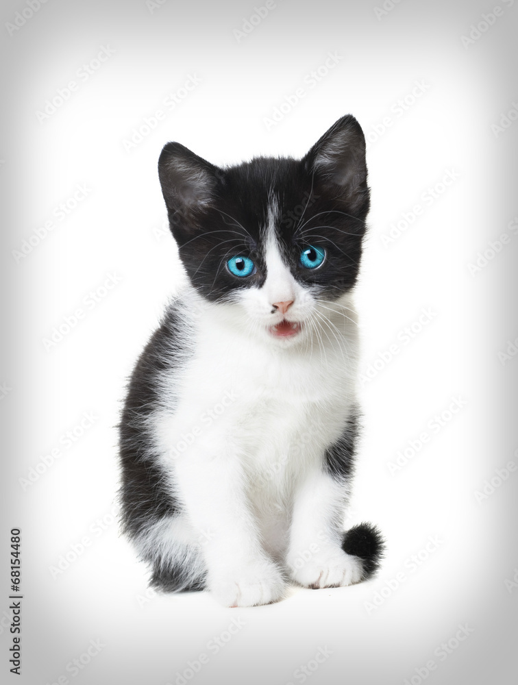 kitten looks kitten looks
