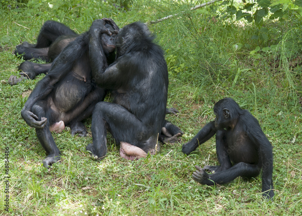 Singes bonobos Singes bonobos