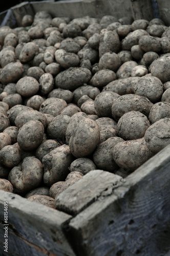 fresh harvested potatoes © neillangan
