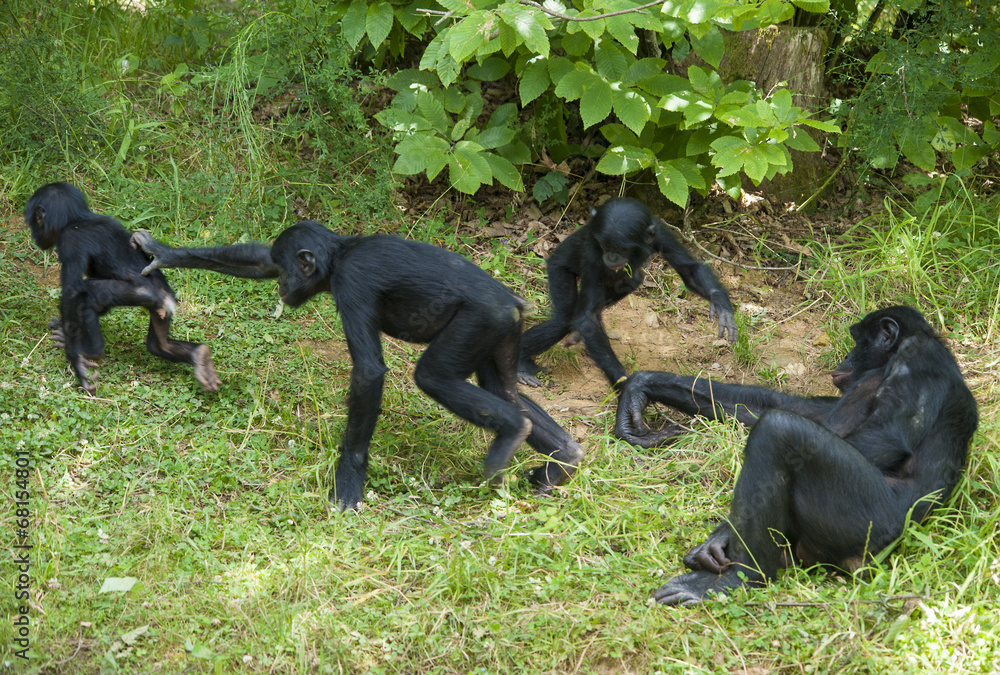 Fototapeta premium Singes bonobos
