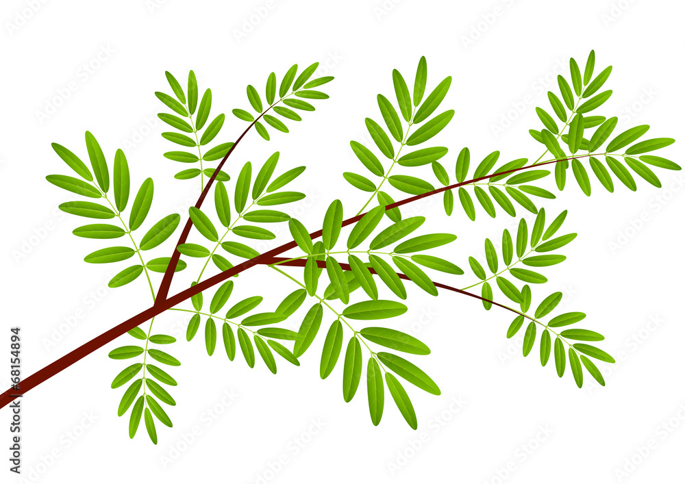 Fototapeta premium Rowan tree branch on white