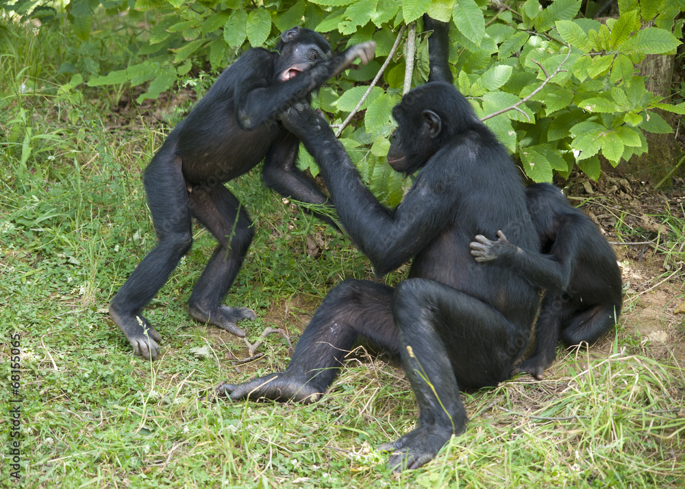 Naklejka premium Singes bonobos