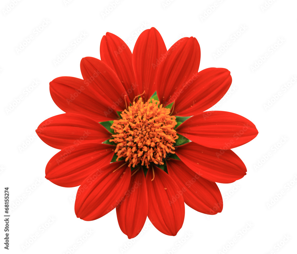 Red Flower - chrysanthemum