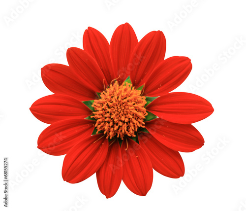 Red Flower - chrysanthemum