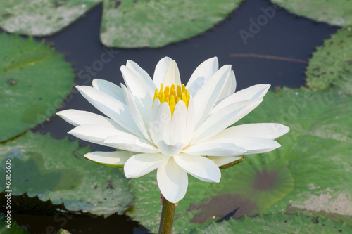 Beautiful white lotus in the pond  in sunshine