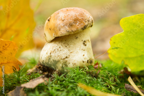 small mushroom in autumn forest