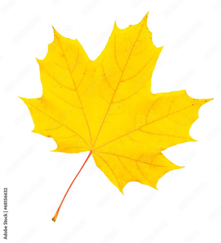 Maple leaf Maple leaf