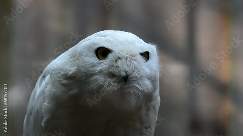 Snowy owl (Nyctea scandiaca) photo