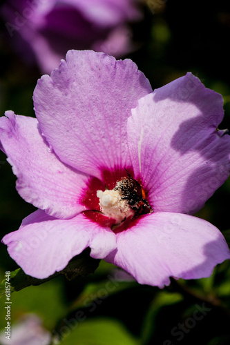 Obraz na plátně Abeille butinant