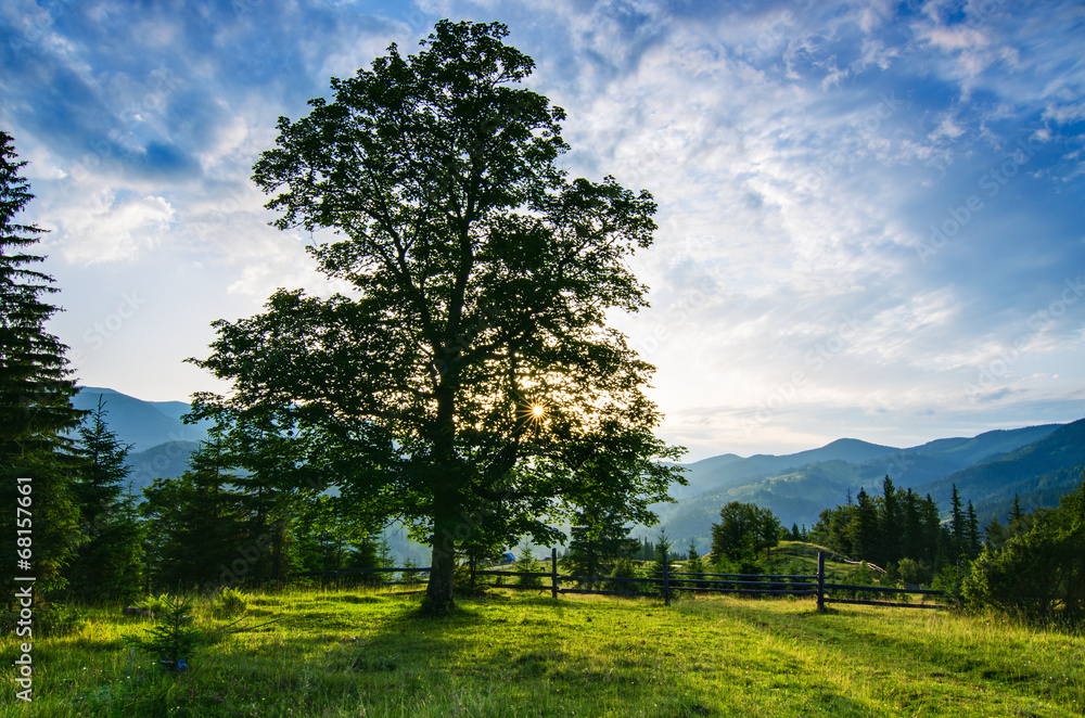 Carpathian mountain landscape with tree