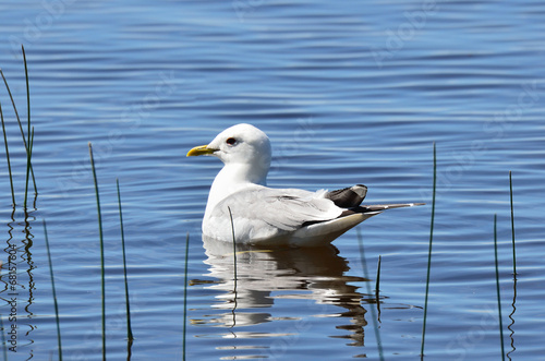 Чайка на озере © irinabal18
