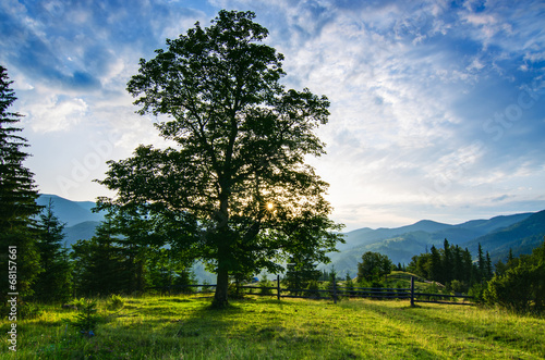 Carpathian mountain landscape with tree