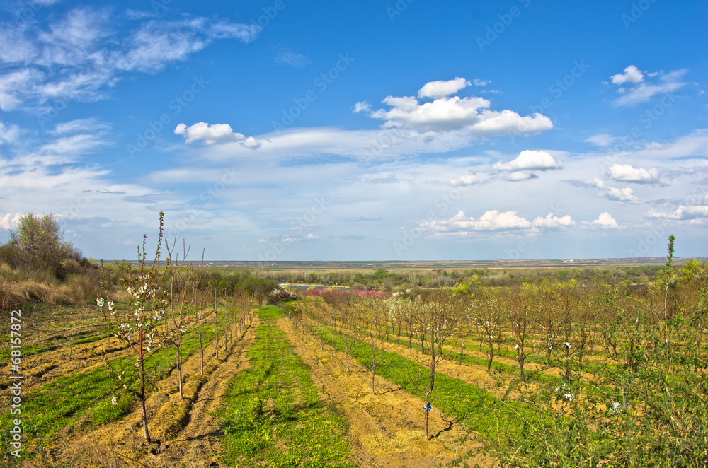 Orchards in bloom by Danube river at early spring