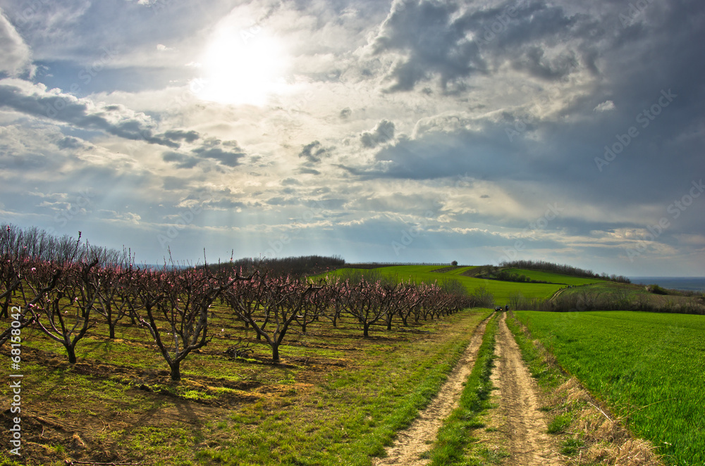Orchards and wheat fields at early spring