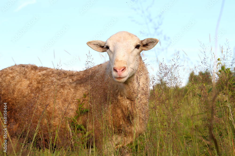 Obraz premium Sheep