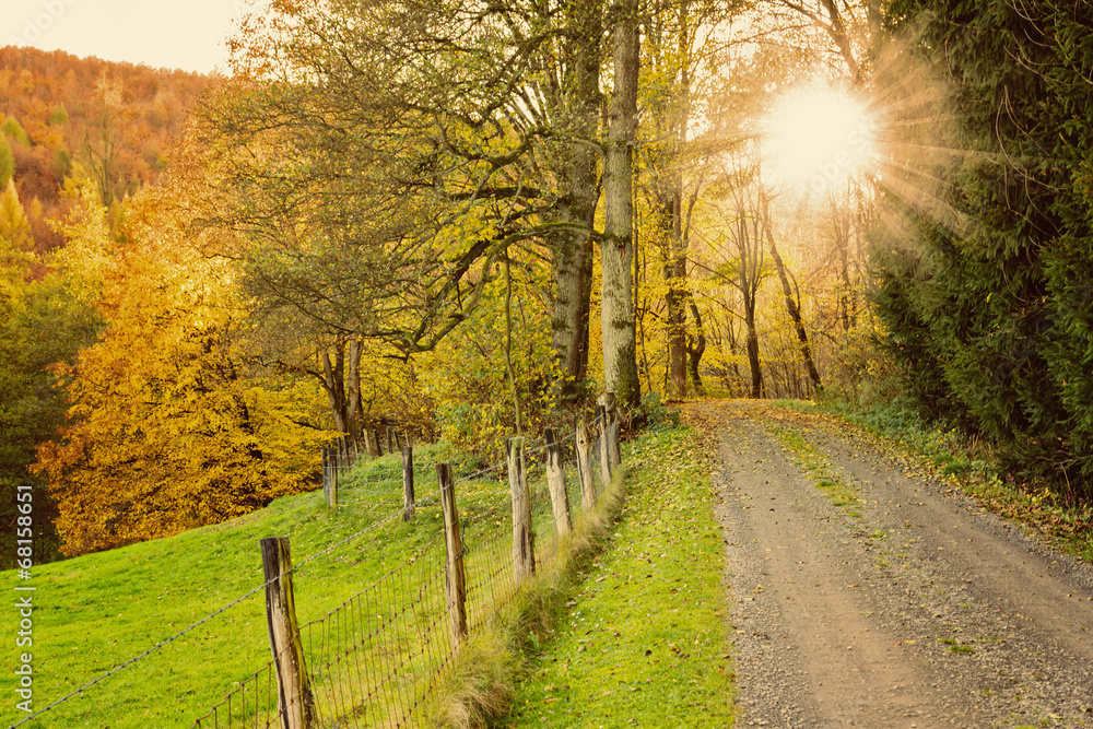 Naklejka premium Herbstlicht im Wald