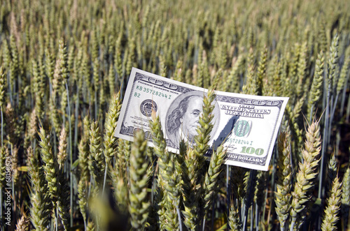 dollar banknote on wheat ear - agriculture business concept