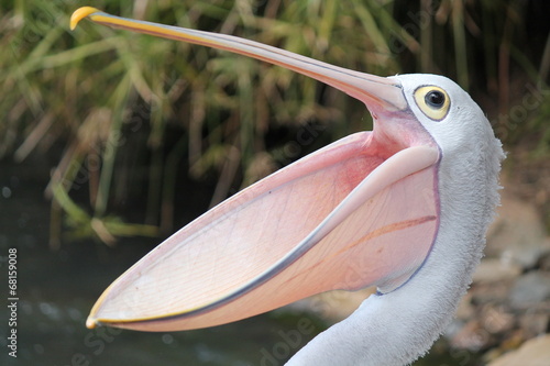 Happy pelican photo