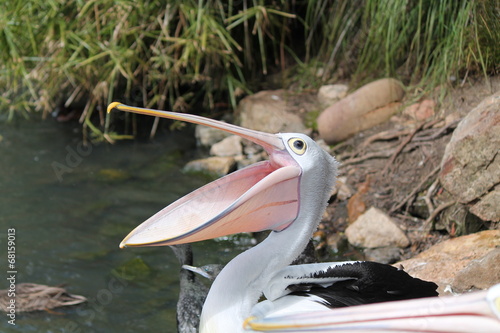Happy pelican