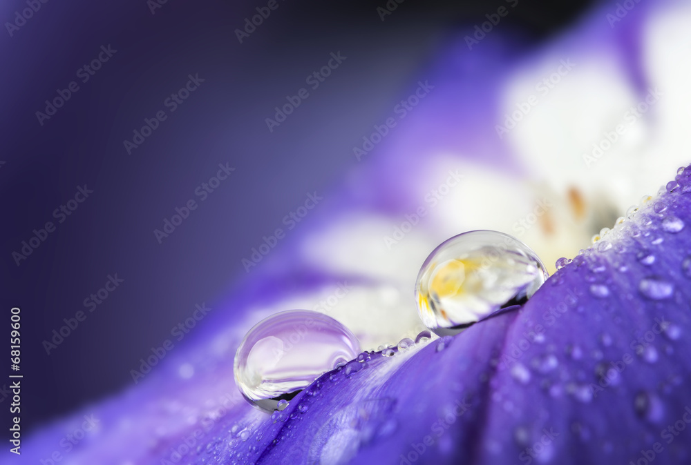 Naklejka premium flower petal with drops
