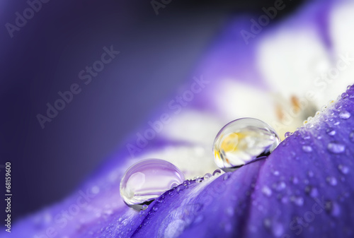 flower petal with drops
