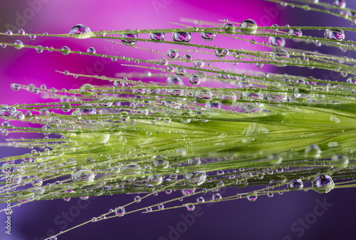 plant with dew drop #68159601