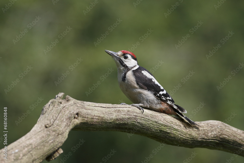 Great-spotted woodpecker, Dendrocopos major Great-spotted woodpecker, Dendrocopos major