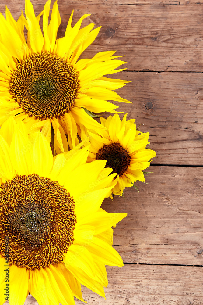 Obraz premium Sonnenblumen