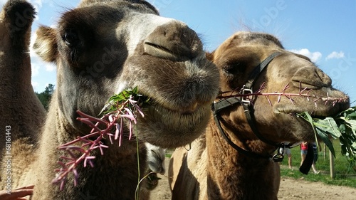 Camels eating