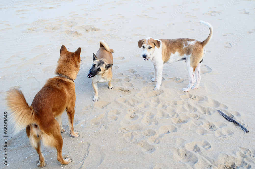 Gang of dogs on the beach