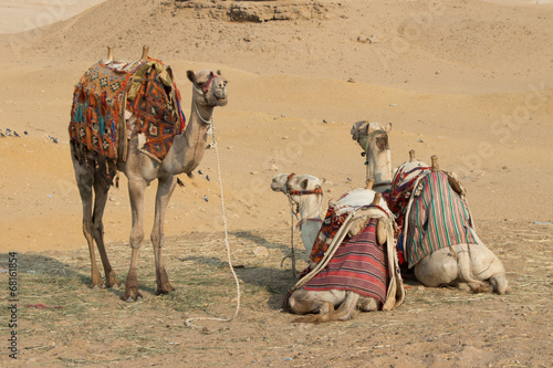 Kamele in der Wüste © Daniel Smolcic