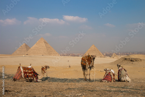Camels in front of Pyramids of Gizeh  Egypt