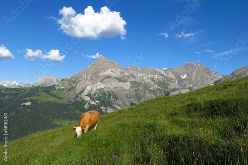 Grazing cow and Spitzhorn  mountain in the Bernese Oberland