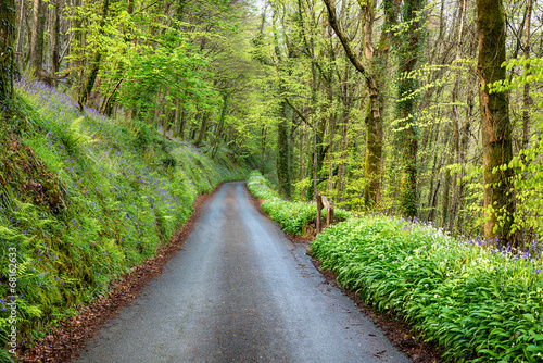 Country Lane in Cornwall photo