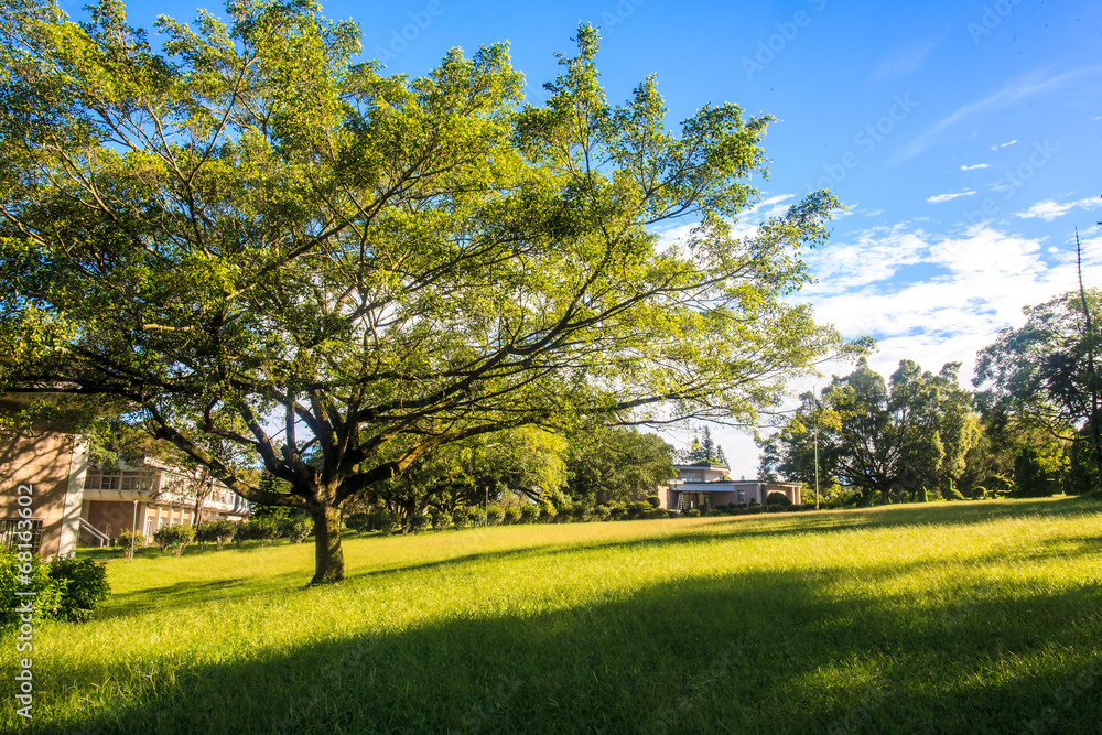 Obraz premium Beautiful park tree