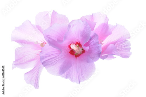 Hibiscus flower head isolated on white background 