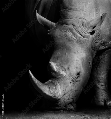 Rhino in Black and White