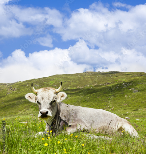 Liegende Kuh auf der Alm