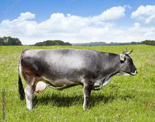 Graue Milchkuh