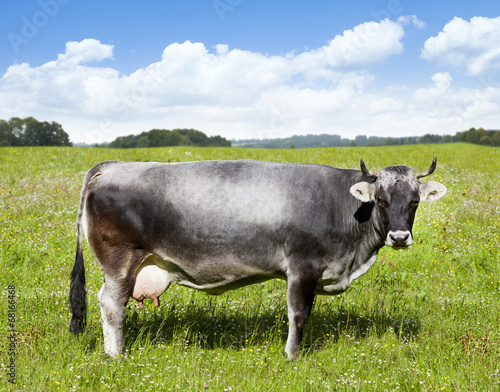 Graue Milchkuh