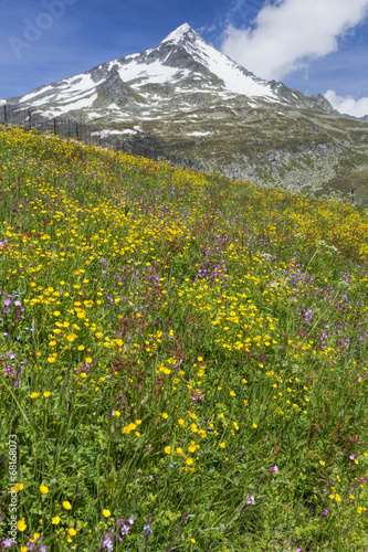 Bunte Blumenwiese in Südtirol, Italien