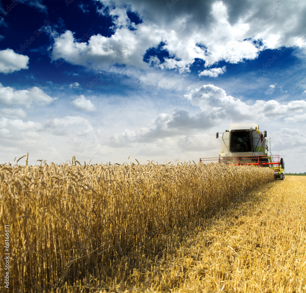 Fototapeta premium Combine harvester in action on wheat field