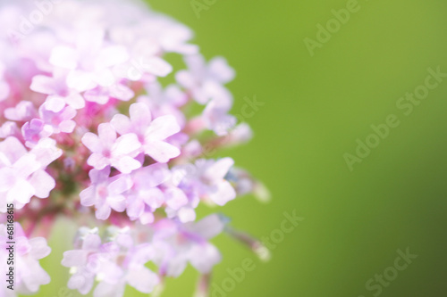 Abstract summer flowers background