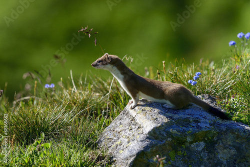 stoat at großglockner